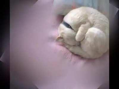 See the resemblance between cats and croissants