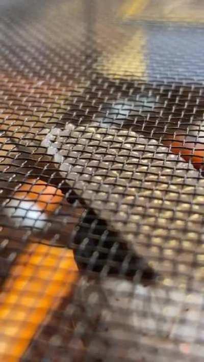 Улитка на сетке