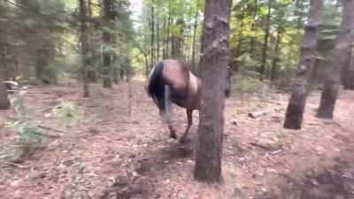 Horse kicks tree, farts on dogs and then runs away
