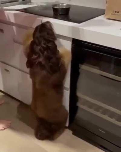 Is it normal for dogs to dance like this?