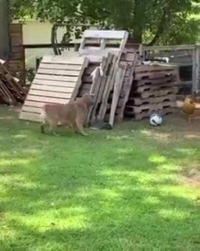The way the dog startles the chicken
