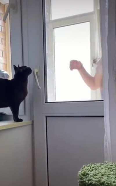 Based Cat is a Genius