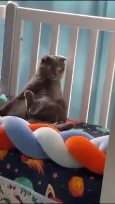 The cat is pretending to be a toy.

Whatever it went through with the baby.😊