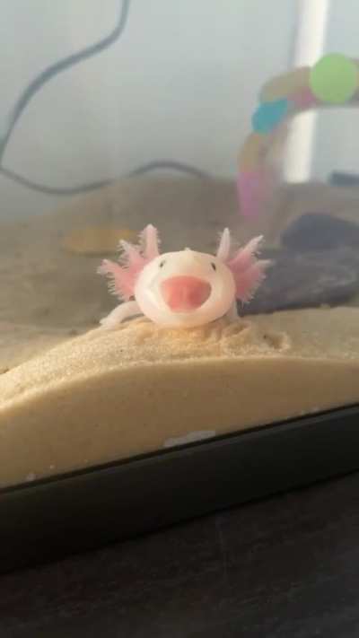 Super cute axolotl yawn!