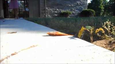 Nothing like a good walkover