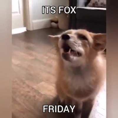 HAPPY (FINNEGAN) FOX FRIDAY 🦊🦊🦊🦊