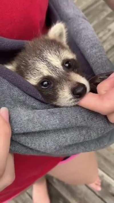 Baby trashpanda