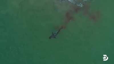 Drone footage of a Great White devouring a Sea Lion