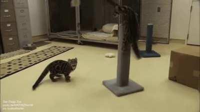 Clouded leopards inhabit dense forest areas from the foothills of the Himalayas to southeast Asia and southern China. Their status is currently listed as 'vulnerable' and many zoos around the world have breeding programs. Here are two 14-week old clouded 