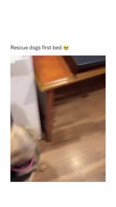Girl Rescue dog gets her first bed!! 