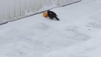 Ein Apfel macht Vögel glücklich.