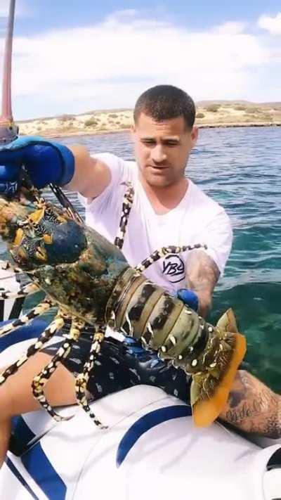 This sbsolute unit of a crayfish 