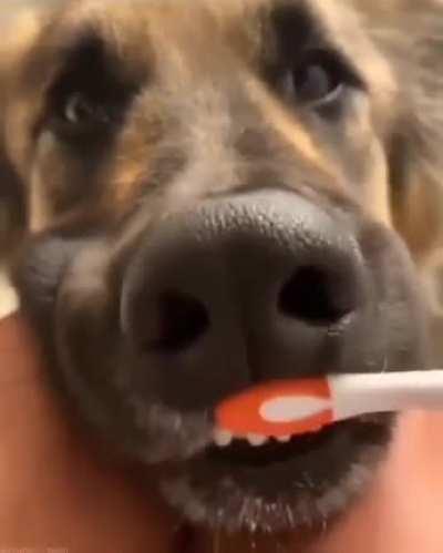 Doggo having his teeth brushed