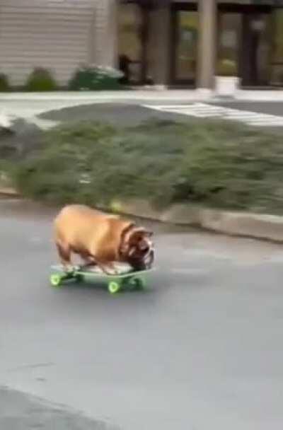 Chowder: he knows where he wants to go