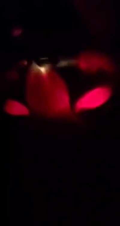 Cat + Flashlight = Devil