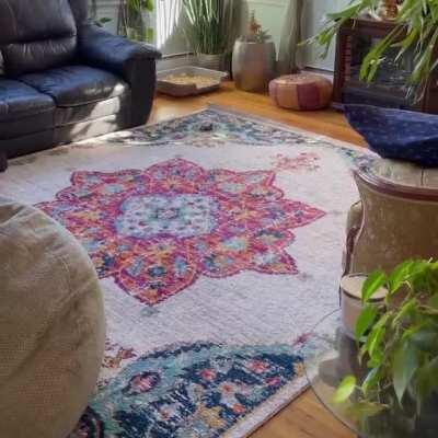 Oinking around on the carpet