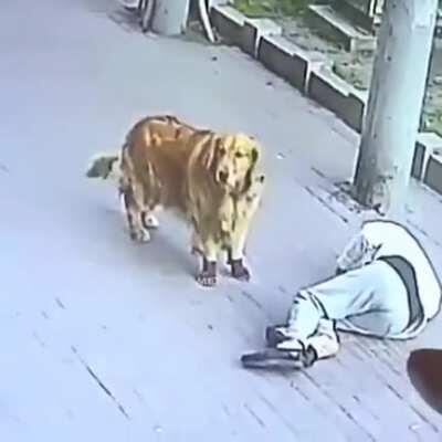 Вот котя пролетела и ага