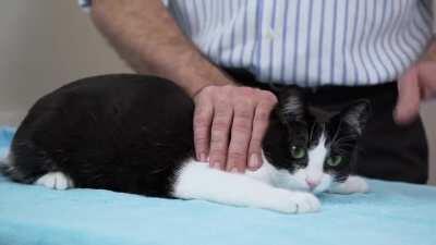 me when cat 😳😳😳