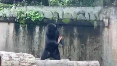 You visit the bears and are challenged by Baloo the nunchuck bear.