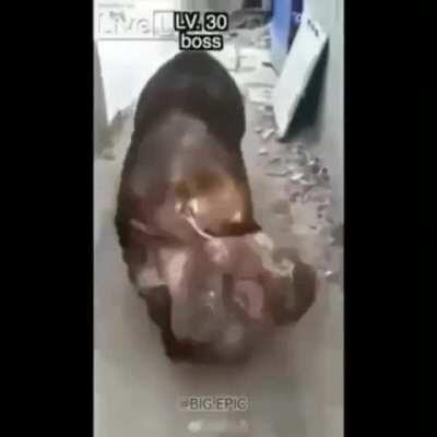 Big poppa , he got some big ballz, so big its nuts