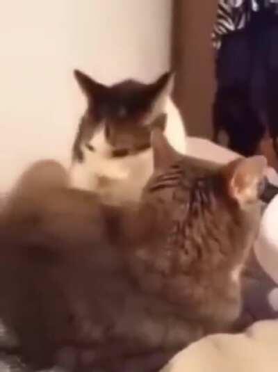 No animals was harmed in the making of this motion picture.