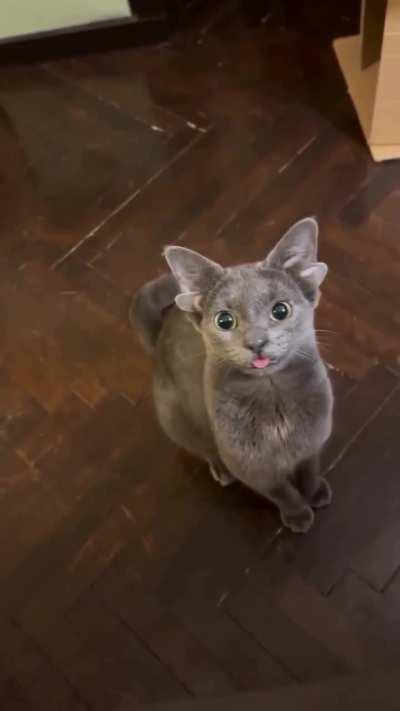 Biblically accurate wunker