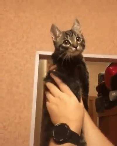 Cats are really just wingless owls.