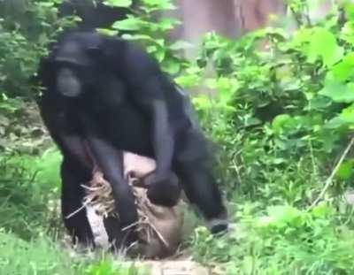 POV: going to get banana