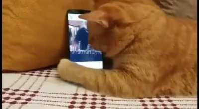 Blind cat gives his favourite pianist a hug every time he hears him play.