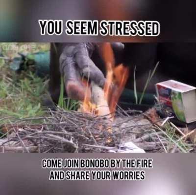 Weary monke rests by fire