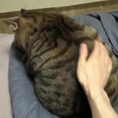 I AM in shape. Round is a shape.