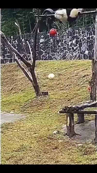 It's a miracle pandas are still around today.