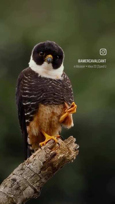 🔥 The photogenic Bat Falcon