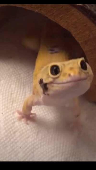Leopard Gecko comes out of hiding with a smile
