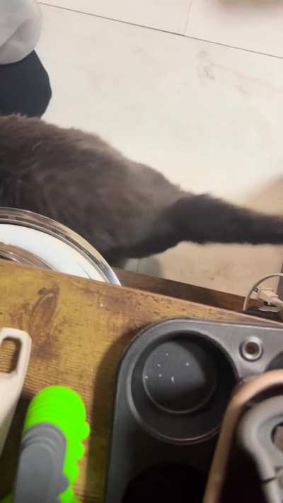 Yelling for wet food (they only get it as a treat)