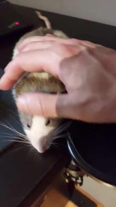 this is noam chompsky. can anyone tell me what breed of dog he is?