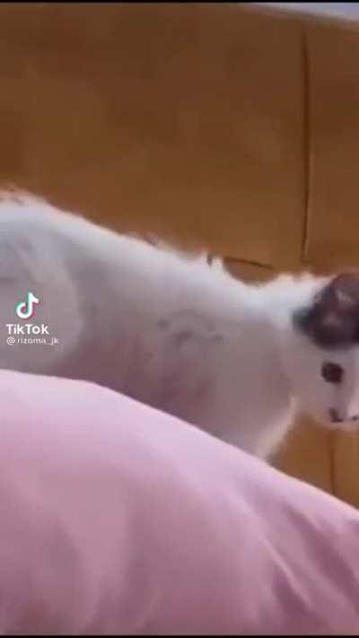 Eis que você vai comprar um gato no Paraguai