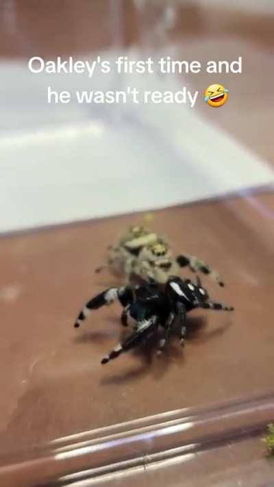 Every mc with a yandere ever