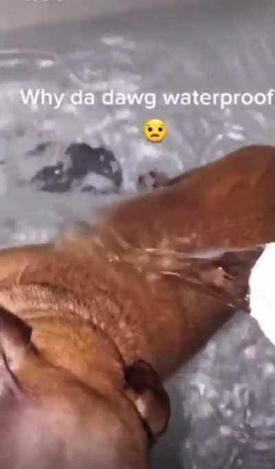 Waterproof_Wunkus
