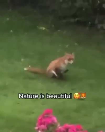 we are a gift to owners for our cuteness alone :>