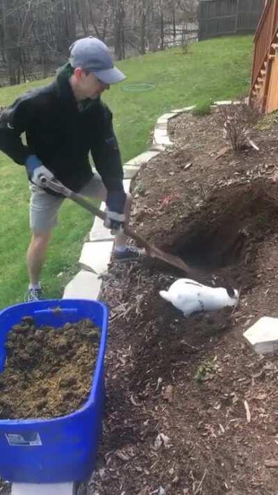 A stray rabbit helping my bf dig a hole in the garden this past spring