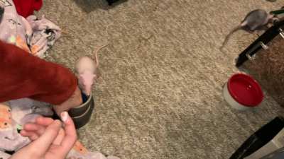 My smol rat Feta is learning to play basketball!