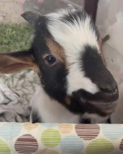 Lunch date with Patrick at Ruby Slipper Goat Rescue 🔈