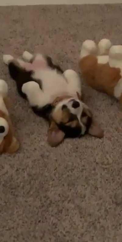 Can you spot the real corgi?