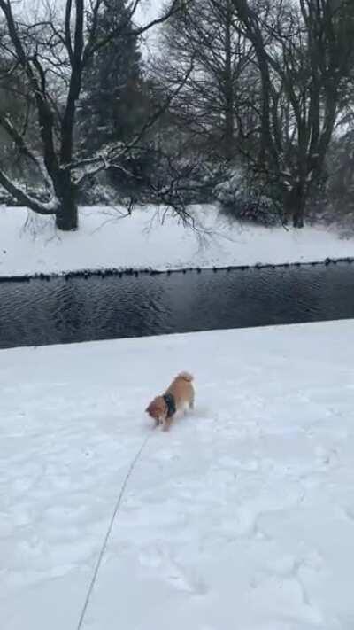 Messi enjoying his first snow day. ❄️