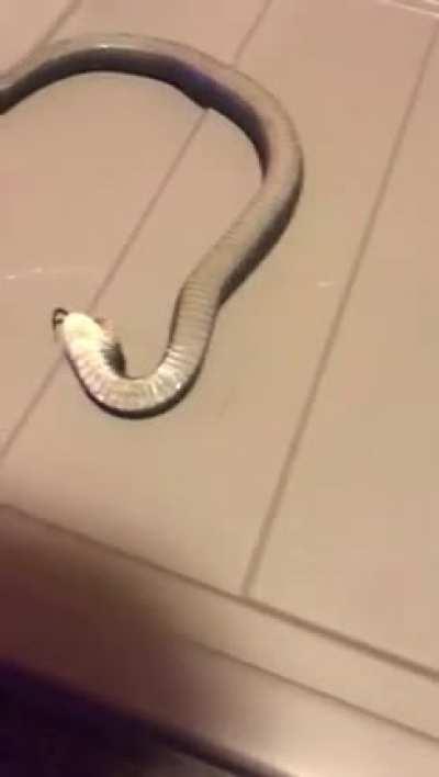 SnAke BrUtAlLy SpEarEd tO dEaTh bY cAvEmAn