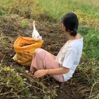 Cat hugs her human in middle of her work.