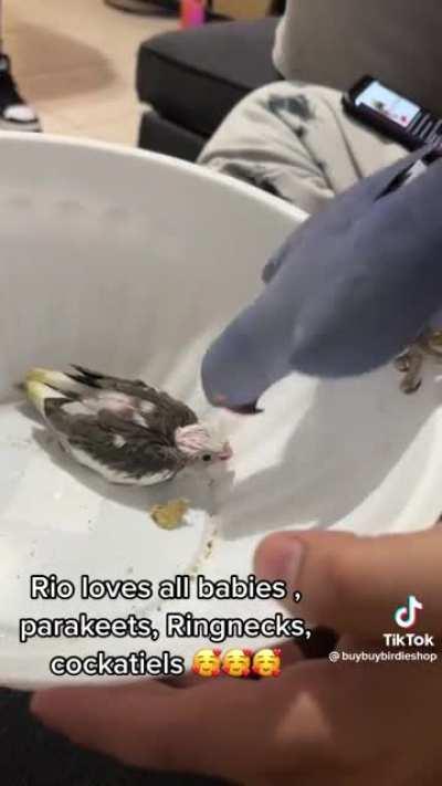 Party parrot makes a new friend