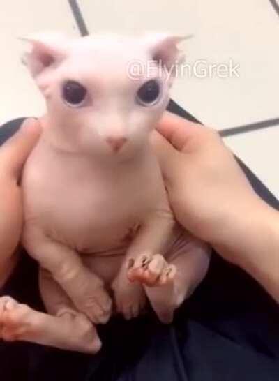 Floppa Night Funkin, with the bingster as usual