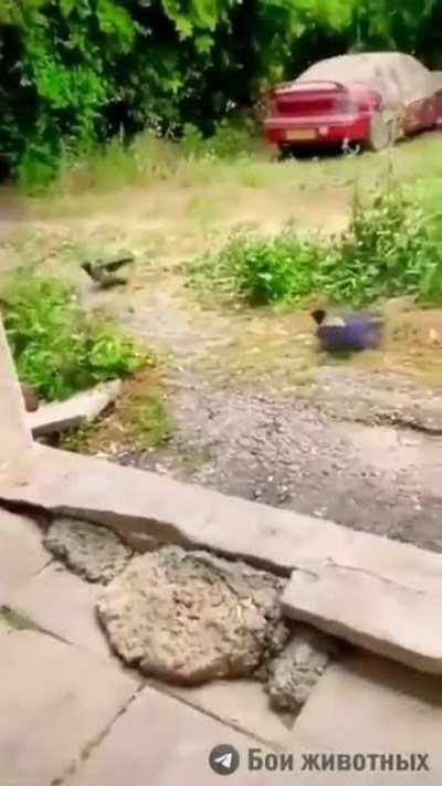 Cat attacked by several birds after snatching a bird from midair and then another cat joined the fray